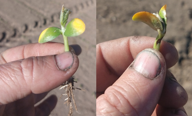 Freeze injury to emerged soybean